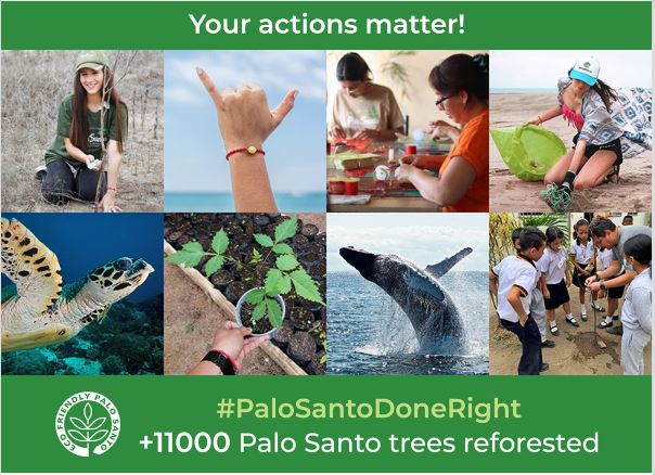 11000 palo santo trees reforested EcuadorianHands