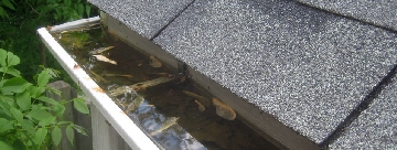 Gutter Cleaning