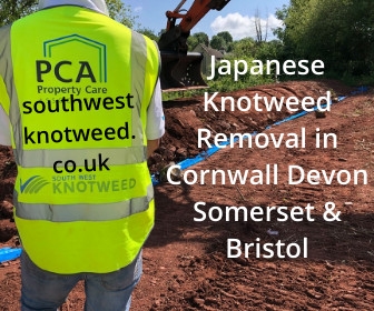 japanese knotweed cornwall