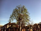 Tree Pruning in South West London