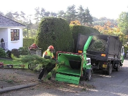 https://www.arborist-direct.co.uk/location/edinburgh-tree-surgeon/ website