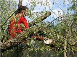 https://www.treeservicehillsboro.com/ website