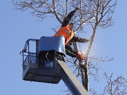 https://www.treeservicegreenwood.com/ website