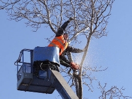 https://www.treeservicewheaton.com/ website