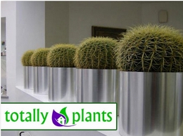 https://officeplants.co.uk/ website