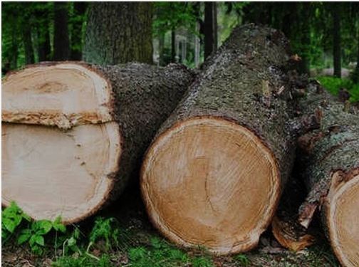 https://www.treeservicebeloit.com/ website