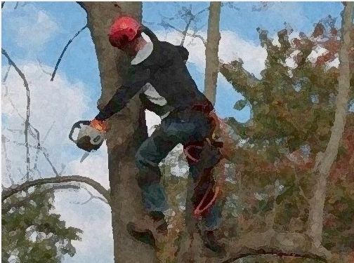 https://www.carmelintreeservice.com/ website