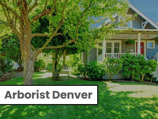 https://www.arboristdenver.com/ website