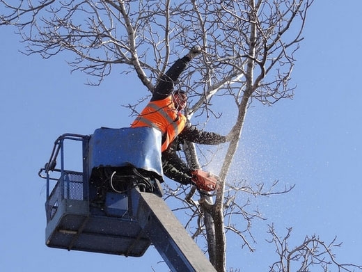 https://www.treeservicewheaton.com/ website